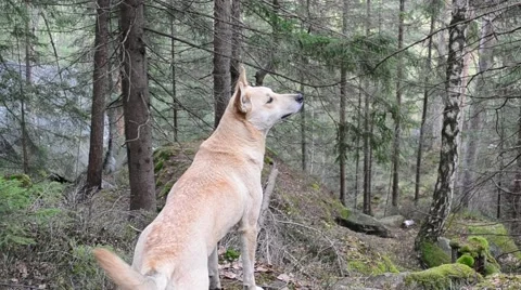 Dog sniffs air in a mountainous forest and runs away Stock Footage 48217831