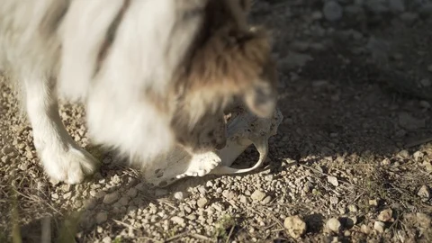 Dog Sniffs And Grabs Skull Stock Footage 118854823
