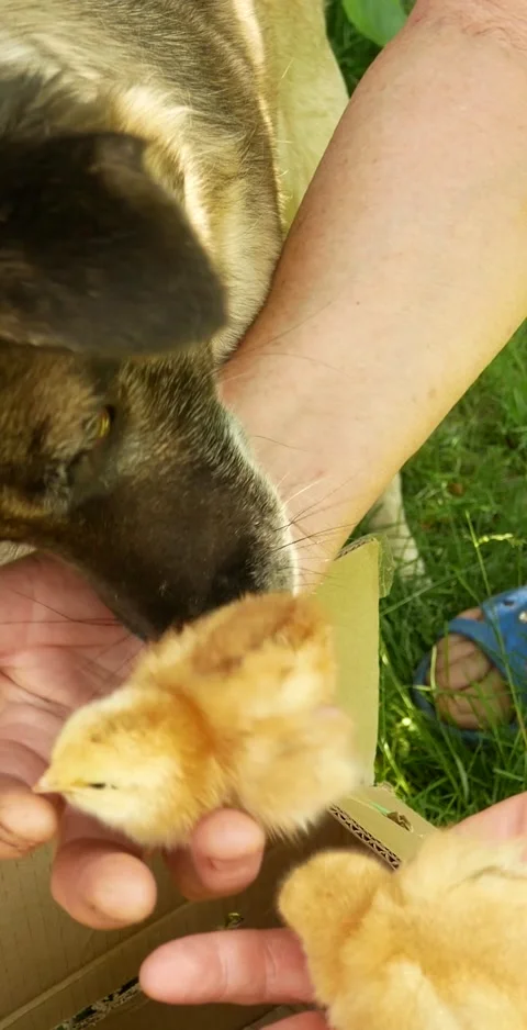 The dog sniffs and licks small chickens in the woman's arms Video stock 307167287