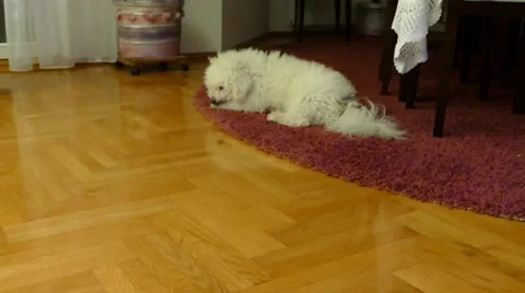 Dog Sniffs Around then Sniffs The Camera Stock Footage 46876889