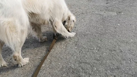 The dog sniffs asphalt on the road Stock Footage 107098098