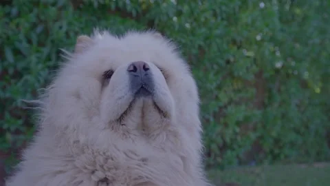 Dog sniffs the autumn air in a large garden Stock Footage 145651748