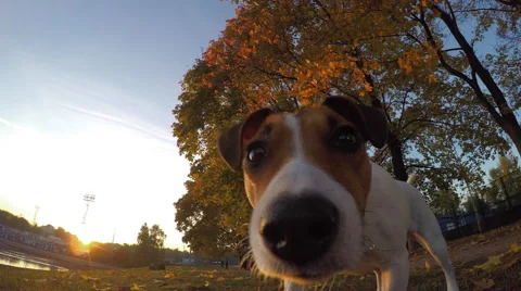 Dog sniffs the camera during a fall in a park 스톡 동영상 56001808