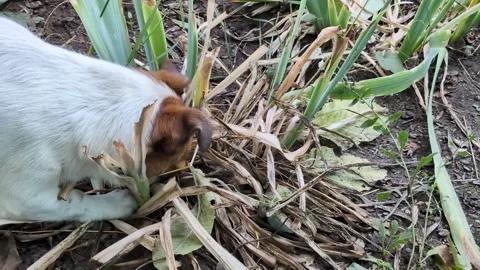 A dog sniffs a cluster of dry plants Stock Footage 314369630