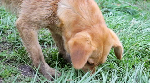 Dog sniffs Stock-Footage 49686006