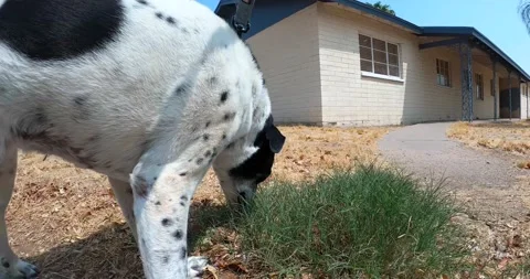 Dog Sniffs the Front Yard Stock Footage 141172840