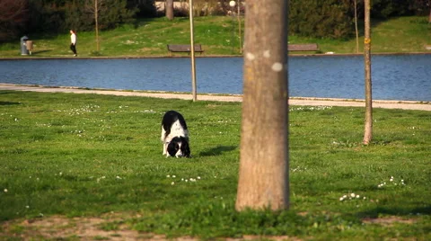 Dog sniffs grass and flowers at park Stock Footage 47993103