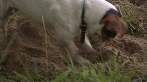 The dog sniffs the ground and digs a pit in the sand Stock Footage 64698285