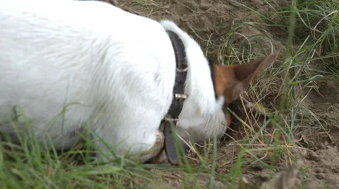 The dog sniffs the ground and digs a pit in the sand Stock Footage 64698765