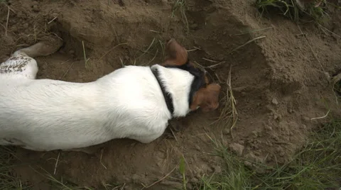 The dog sniffs the ground and digs a pit in the sand Stock Footage 64699053