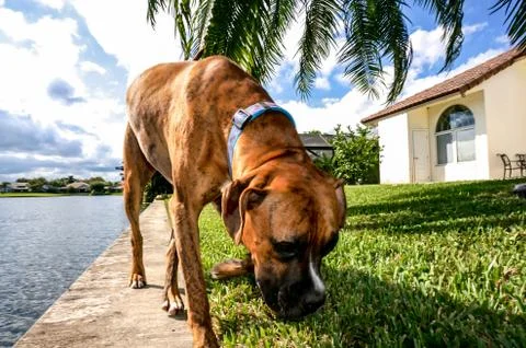 Dog sniffs the ground Stock Photos
