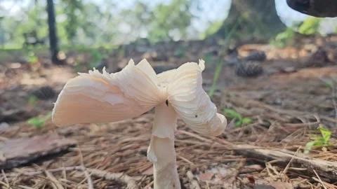 Dog Sniffs Mushroom in Park Stock Footage 245502633