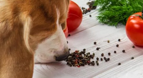 Dog sniffs pepper Stock-Fotos