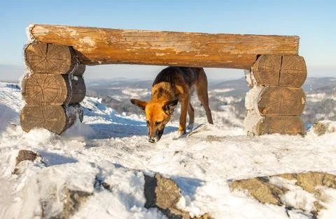 A dog sniffs in the snow under a bench on top of a hill Stock Photos
