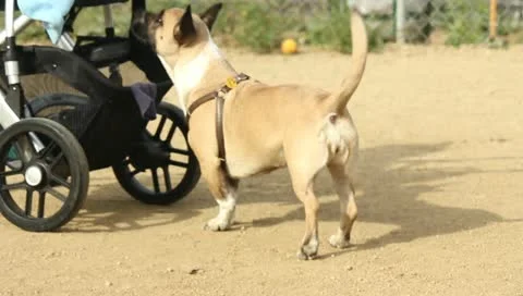 Dog sniffs stroller Stock Footage 11360923