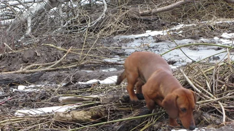 Dog sniffs terrain Vídeo Stock 36524158