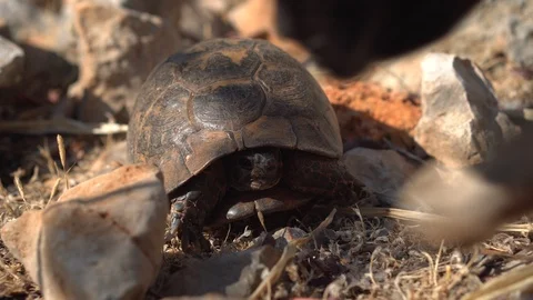 The dog sniffs a tortoise crawling on dry ground among the stones. Brown land Stock Footage 97238478