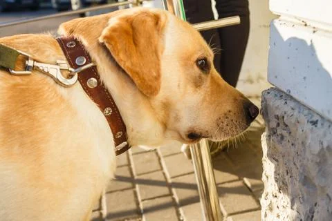 The dog sniffs the wall Stock Photos