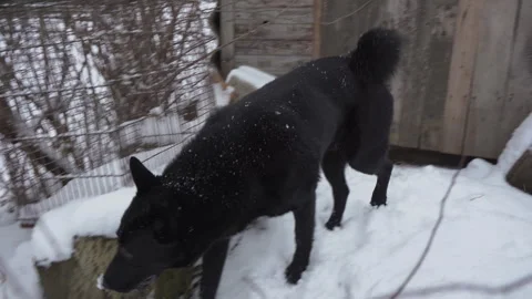 The dog sniffs in winter Video stock 311573552