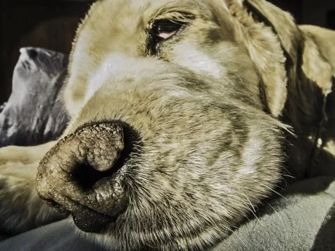 Dog snout Stock Photos