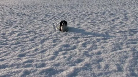 Dog Snow 1 Video stock 10595265
