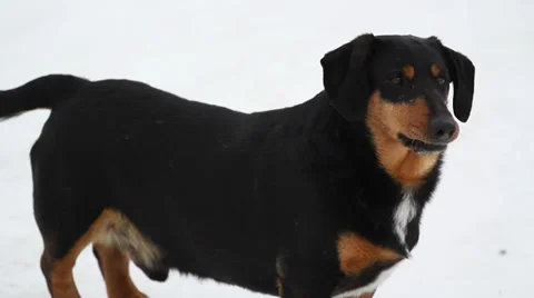 Dog in Snow Barking Vidéo 33722741