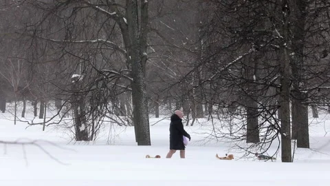 Dog snow enjoy Stock Footage 148375716
