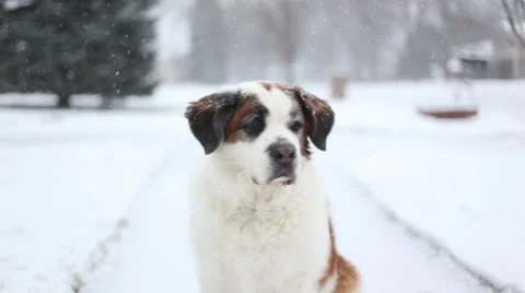 Dog in snow fall, video Stock Footage 58666749