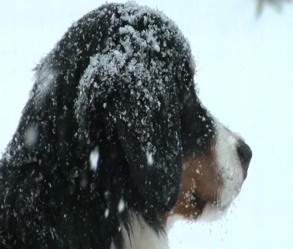 Dog in Snow Stock Footage 585932