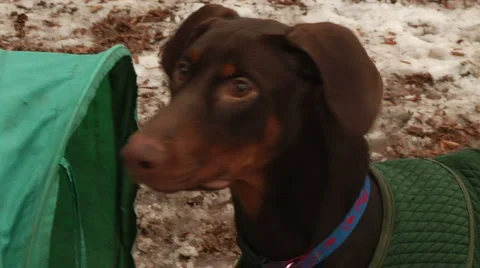 Dog in the Snow Stock Footage 888493