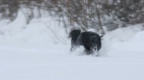 Dog in the snow Stock Footage 10750155