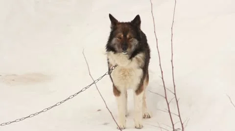 Dog on snow Stock Footage 10766380