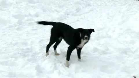 Dog on a snow Stock Footage 10820811