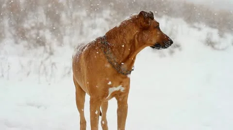 Dog in the snow Stock Footage 20449435