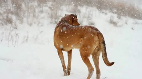 Dog in the snow Stock Footage 20449612