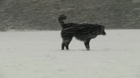 Dog in snow Stock Footage 22637030