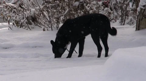 Dog in the snow Stockbeeldmateriaal 45739345