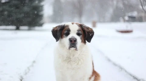 Dog in snow Video stock 58661205