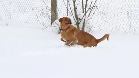 Dog on snow Stock Footage 66429881