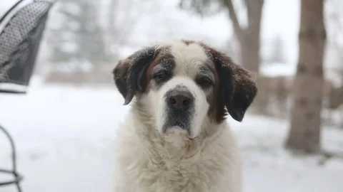Dog in Snow Stock Footage 83866137