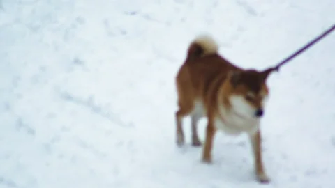 Dog on snow Stock Footage 86901372