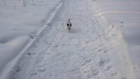 Dog on snow Stockbeeldmateriaal 100497793