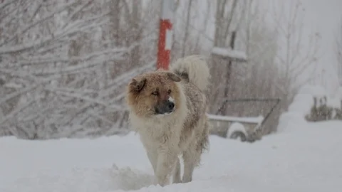 Dog in the snow Видео 121949339