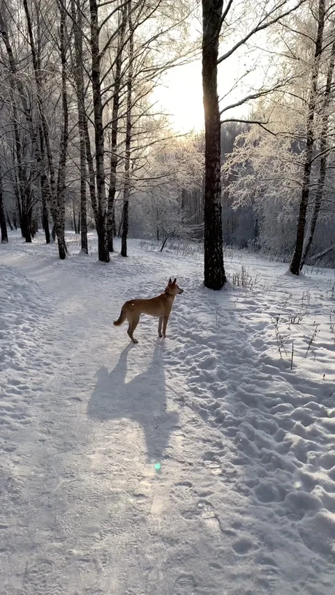 Dog with snow Vídeos de archivo 135400181