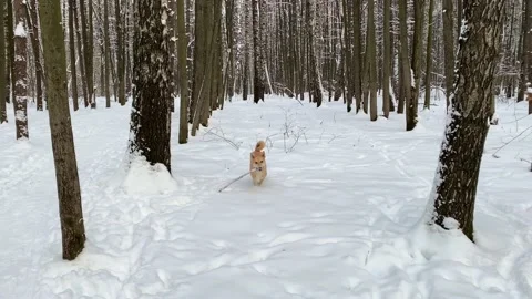 Dog on the snow Vídeos de archivo 135400250