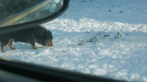 Dog On The Snow Stock Footage 147846487