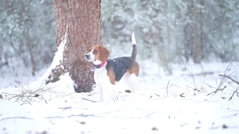Dog in Snow Vídeo Stock 298316930