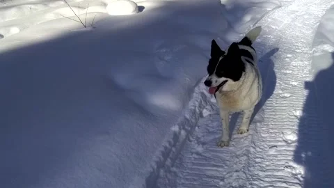 Dog in the snow in the forest Stock Footage 156187106