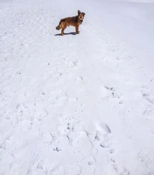 A dog in the snow is looking back Stock Photos