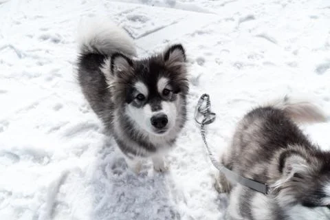A dog in the snow looking at the camera Stock Photos
